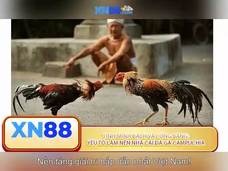 Tại sao nhiều người chọn xn88