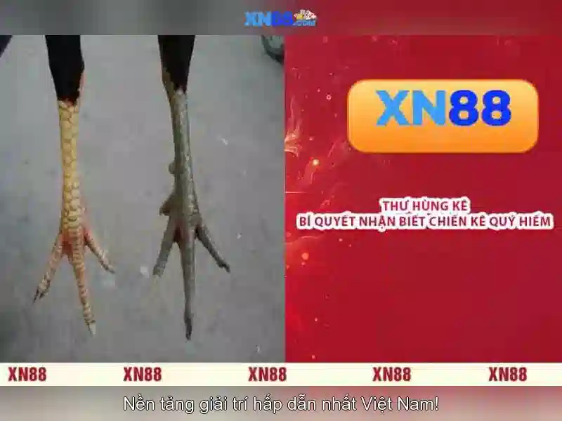 Lịch sử và nguồn gốc